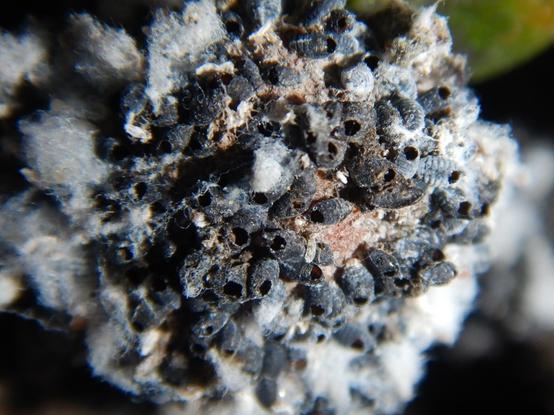 A closer view again, showing the remains of lots of aphid mummies with holes in them where parasitoid wasps have emerged. These will most likely have been made by the woolly aphid parasitoid, a biocontrol agent purposefully introduced into NZ to control this pest aphid.