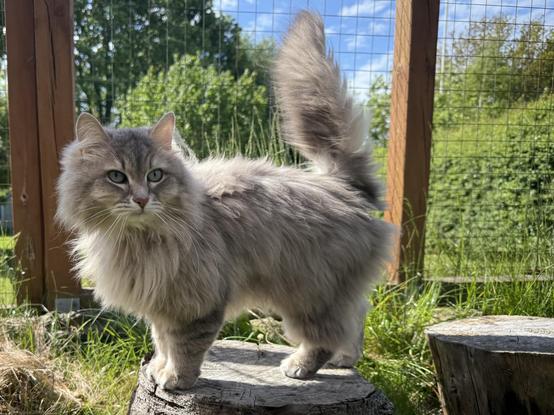 Closeup of a grey Siberian cat standing on a tree stub inside a fence. In the background is a garden with green trees, bushes and hedges. He is standing with his side to the camera, his tail is raised and he is looking at something to the right of the camera. There is still some fluff left on him despite the shedding going on.