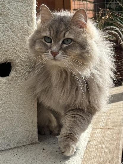 Closeup of a grey Siberian cat walking past a plush scratching post towards something just to the left of the camera. He looks quite determined, gazing at something outside the frame. His chest fur is still quite fluffy despite shedding season having been on for a while.