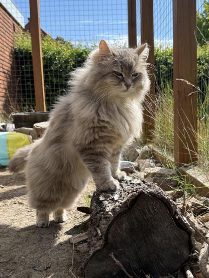 Closeup of a grey Siberian cat standing with his front paws on a tree stub inside a fence. In the background is a garden with a green hedge and parts of a red brick wall. He is looking at something to the right of the camera, beyond the fence. There is still some fluff left on him despite the shedding going on.