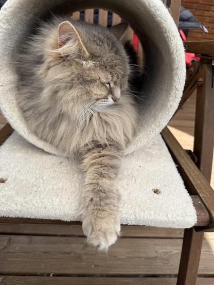 Closeup of a grey Siberian cat sleeping inside a round scratching tunnel on a deck chair. Only the front part of him is visible. His head is turned to his left, and the front left paw is stretched out in front of him. There is still a lot of fur on his chest and neck.