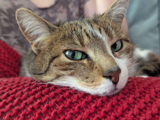 Cat with green eyes looking directly at the camera.