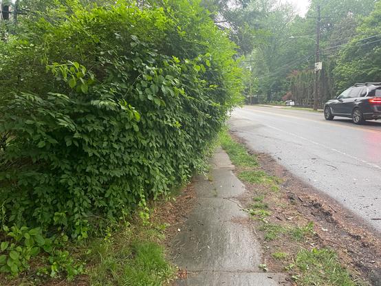 Unkempt hedge completely covering a sidewalk as a black car drives by.