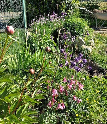 Ein längliches, eher wildes Gartenstück mit blau-lila blühenden, verschiedenen Pflanzen.