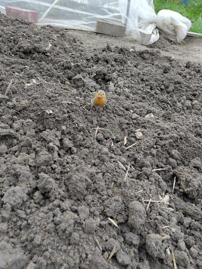 Ein kleiner Vogel (ein Rotkehlchen?) steht mit einem Wurm im Schnabel auf umgegrabener Gartenerde und schaut in die Kamera.