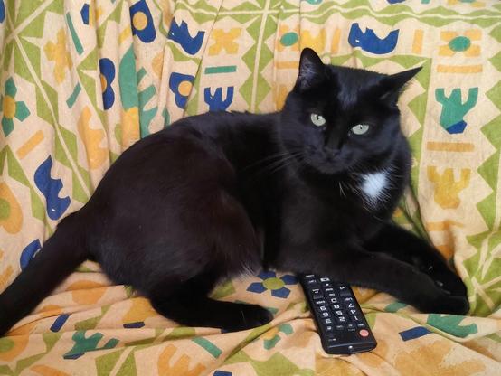 Minnie, gattina nera con una piccola macchia bianca sul petto, è sdraiata sul divano coprendo in parte un telecomando della tv. Guarda verso di noi con sguardo di sfida, le orecchie leggermente ruotate all'esterno. Il divano è coperto da un telo chiaro con disegni stilizzati blu, azzurri, verdi e gialli.