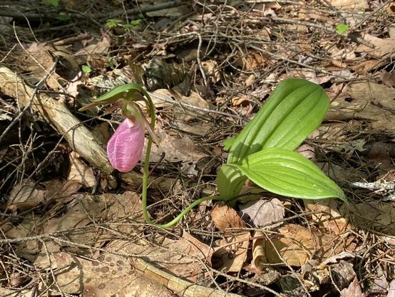 A picture of a pink lady slipper orchid with the flower on the left half of the image and its leaves on the right half of the image. Low-angle sunlight is illuminating the flower and casting a shadow of it on to one of its wide, floppy leaves that has length-wise creases on it creating shadows of their own. The flower itself is a darker pink with dark veins on the left-most edge where it is slightly opened up, and the right side is the back of the flower, when in its whole looks like it's drooping down and being held up by the stem which takes a U-turn like a hook, as if holding a slipper by its inner heel. The stem itself reaches left-wards across the ground from the leaves for about an inch before sharply turning vertical.