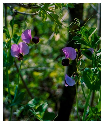 Color photograph of a sweet pea. The close-up was taken in Hungary, near Lake Balaton.