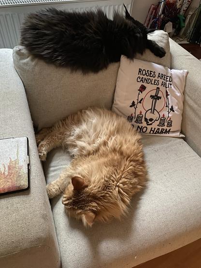 Katzen liegen auf dem Sessel