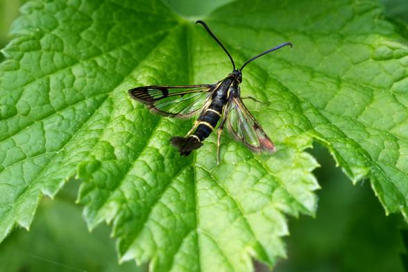 Een klein insect, een Bessenglasvlinder, rust op een felgroen blad. Het insect is centraal op het blad geplaatst, met zijn lichaam horizontaal georiënteerd. Zijn vleugels zijn doorschijnend met bruine en zwarte patroonnerven, en zijn lichaam is een combinatie van zwarte en geelbruine segmenten. Het blad is diep, gezond groen, met zichtbare nerven en een licht gestructureerd oppervlak. De bladranden zijn enigszins onregelmatig en licht gescheurd, wat een natuurlijke, onverzorgde kwaliteit toevoegt. De belichting is natuurlijk en helder, en werpt subtiele schaduwen op het blad en het insect, waardoor de textuur en details worden benadrukt. De focus ligt scherp op het insect, terwijl de achtergrond enigszins onscherp is, waardoor de aandacht van de kijker naar het onderwerp wordt getrokken. De algehele sfeer is natuurlijk en sereen, en legt een moment vast in een tuin of bosomgeving. Het perspectief is close-up, waardoor de fijne details van het insect en het blad worden benadrukt.