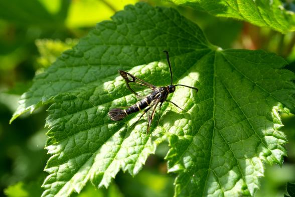 Een klein insect, Bessenglasvlinder, rust op een felgroen blad. Het insect is overwegend zwart met subtiele witte of lichtgele strepen. De vleugels zijn doorschijnend en het lichaam is gesegmenteerd, met zichtbare poten en voelsprieten. De positie van het insect op het blad is midden in beeld, iets uit het midden aan de rechterkant. Het is naar voren gericht, naar de kijker toe. Het blad is gedetailleerd, met de nerven en textuur zichtbaar. De belichting is helder, wat suggereert dat er natuurlijk zonlicht is, waardoor er lichtaccenten en schaduwen over het blad en het insect ontstaan. De achtergrond bestaat uit meer bladeren en gebladerte, wat wazig lijkt, met de focus op het insect en het blad direct in de afbeelding. De compositie is close-up en benadrukt de gedetailleerde texturen en vormen van zowel het insect als het blad. De algehele stijl is naturalistisch en gedetailleerd, met de nadruk op de complexe kenmerken van het insect en het blad.