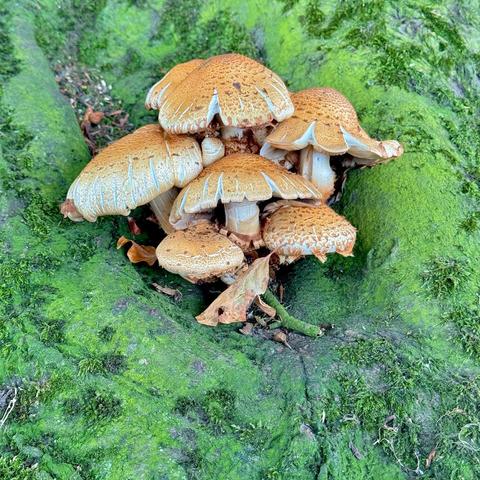 Eine Gruppe von etwa sechs bis sieben braunen Pilzen wächst dicht beieinander auf einem mit Moos bewachsenen Baumstamm. Die Pilze haben hellbraune, leicht wellige Hüte mit weißen Lamellen unterhalb. Der Baumstamm ist grünlich-braun und mit dichtem, leuchtend grünem Moos bedeckt. Einige vertrocknete Blätter liegen um die Pilze herum. Das Bild zeigt einen Ausschnitt vom Wurzelbereich des Baumes mit einem Fokus auf die Pilzgruppe.