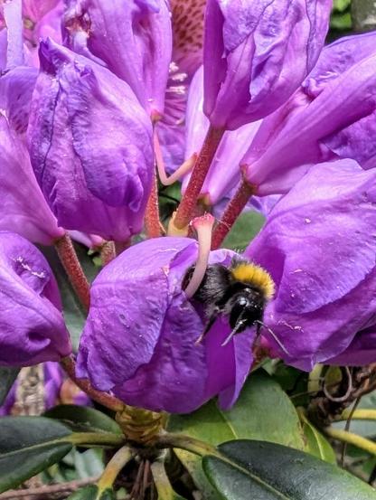 a bumble-bee emerging head first from a rose colored rhododendron flower after pollinating it