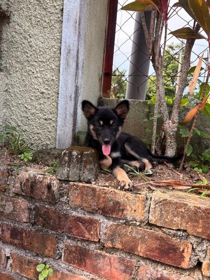 A black and tan puppy lying on a brick ledge outdoors, with plants and a wire fence in the background.