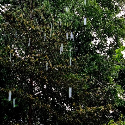 Rain cylinders (instead of drops) in front of a background of wet trees