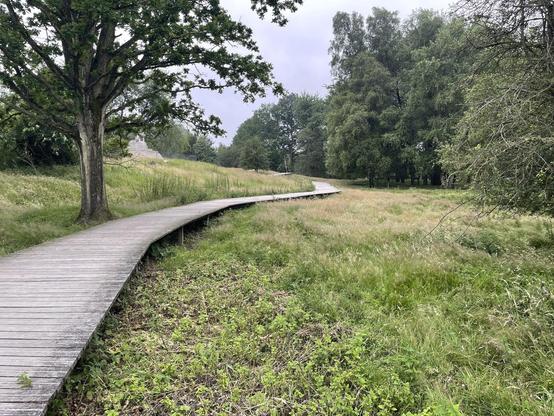 This image features a winding wooden boardwalk path meandering through a grassy landscape with a variety of trees. The path appears to facilitate a walk through a natural setting, likely intended to protect the vegetation and provide a clear route for walkers to enjoy the scenery without impacting the natural environment. There's a mix of greenery including large trees, bushes, and grasses, suggesting a well-maintained yet rustic outdoor area, possibly in a park or nature reserve. The overcast sky adds a serene and somewhat moody atmosphere to the scene.