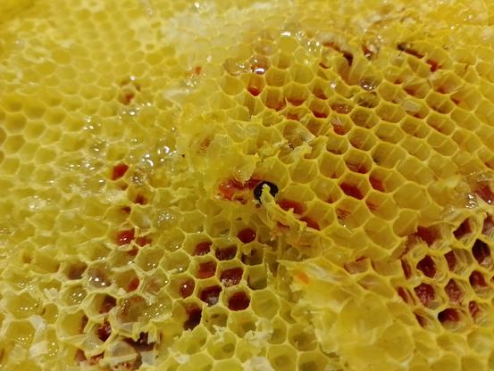 Un particolare di favo pieno di dolcissimo miele