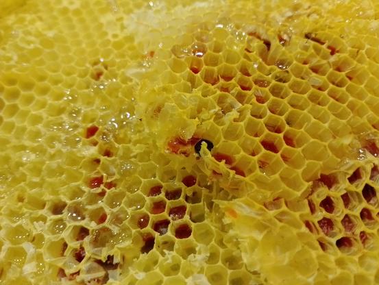 Un particolare di favo pieno di dolcissimo miele