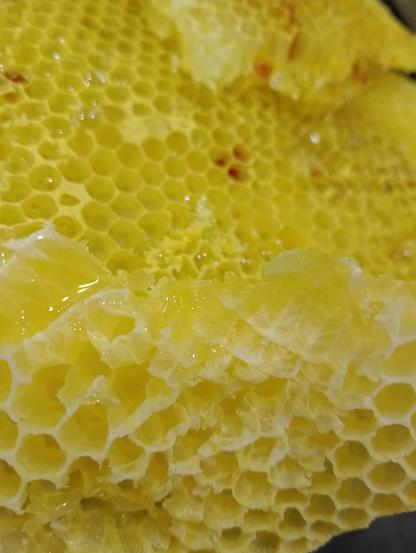 Un particolare di favo ripieno di dolcissimo miele