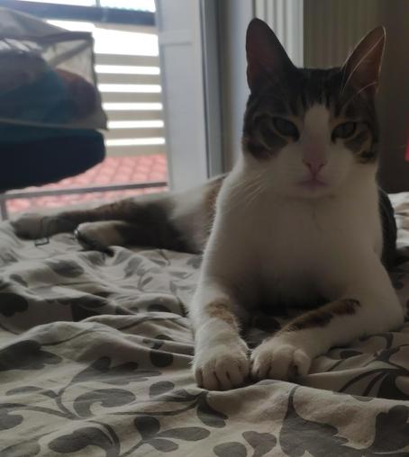 #Anarchodiva #Rallou really #Caturday #CatsOfMastodon
The image shows a cat lying on a bed with a floral-patterned bedspread. The cat has a white and gray coat with distinctive markings, including a gray patch on its head and a brown spot on its front paw. Its eyes are green, and it has a pink nose. The cat is positioned with its front paws extended forward, and its body is relaxed. The background includes a window with horizontal blinds, allowing some light to filter into the room. Outside the window, a red-tiled roof is visible. The cat appears to be looking directly at the camera.

Provided by @altbot, generated privately and locally using Ovis2-8B

🌱 Energy used: 0.141 Wh