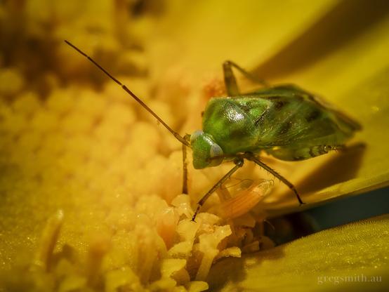 Close-up shot of a broken-backed bug, Taylorilygus apicalis, on a yellow flower.