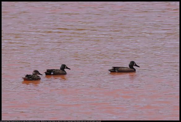 Blue-winged Teal (Spatula discors) were swimming in the water colored by Oklahoma red dirt at Lake Thunderbird in Norman, Oklahoma, United States on April 21, 2025.