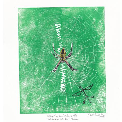 This is my 8”x10” linocut of a yellow garden spider, also known as a writing spider in its web against a green background. The yellow garden spider (Argiope aurantia) are quite lovely. The larger female spiders like this lady are striking with their yellow and black markings on their abdomen and their mainly white cephalothorax. They are 19-28 mm (0.20” - 0.35”) in body length so I have printed her more or less life sized, on her web with its distinctive feature, the zigzag stabilimentum, a telltale sign of this specific orb spider found from Canada to Columbia. There is a black robobee pollination drone caught in her web. It has a vertical shaft, two wings and a tripod base and is a bit smaller than the spider.