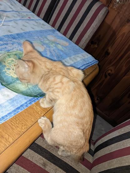 Un gatito de color naranja claro está sobre una silla, estirándose hacia una mesa. Está comiendo espaguetis de un plato verde que está sobre un mantel azul con un diseño floral. La silla tiene un diseño de rayas en tonos marrón, gris y rojo. La escena parece estar en un comedor con paredes de madera.