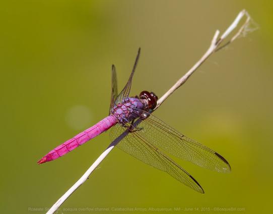 A broad tailed dragonfly perches on a bare, angled stalk with transparent, veined wings canted forward; the tail is deep carmine at the end shaded to rose next to the thorax (which has a slight purple tint.) The large compound eyes are such a deep red as to appear brown. Fairly uniform greenish yellow background.
©BosqueBill.com