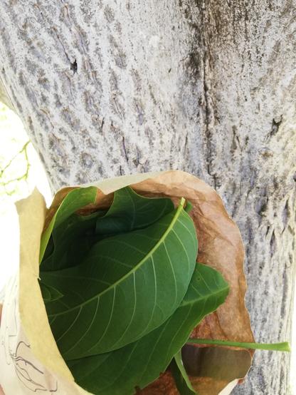 Eine mit Blättern gefüllte Papiertüte, im Hintergrund der silbrig graue Baumstamm eines Walnussbaums