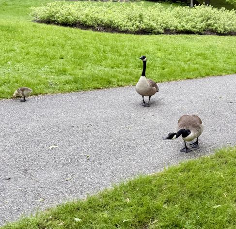 Couple adult geese with babies (one in frame), a goose has head low to ground and is hissing and making move toward me as I go by.