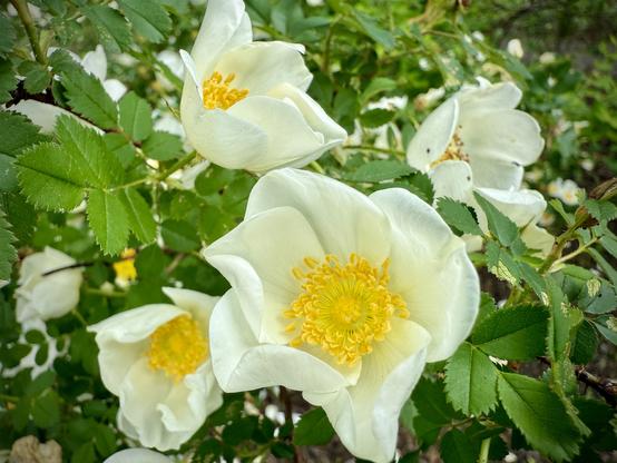 Bright white and yellow blossoms, wild rose?
