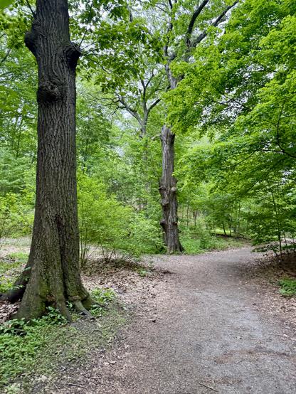 Gravel paths and large trees