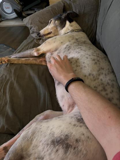 Photo of a white greyhound dog laying on a couch with a human arm reaching over for belly rubs and scritches.
