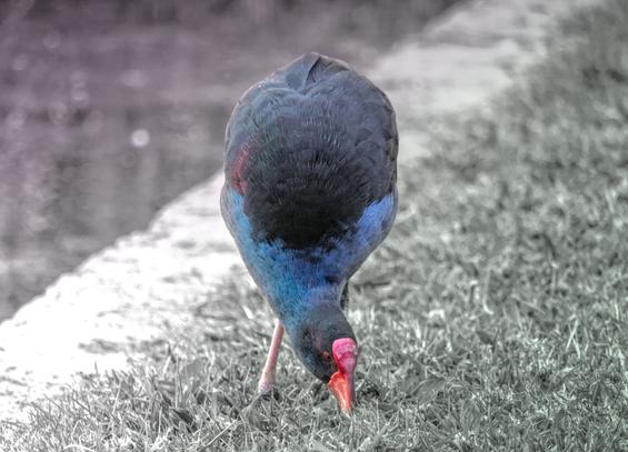 Purple Swamphen pecking with butt in the air and face down. Water on one side and grass on the other.