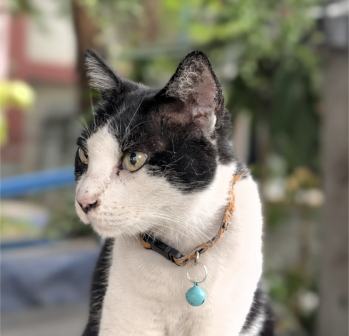 Black and white colored cat with round pendant facing to the left ready to play on caturday. Captured with Google Pixel in Bangkok Thailand