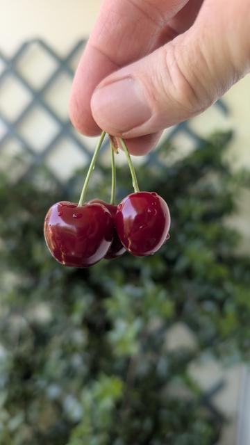 Mes doigts qui tiennent des cerises
