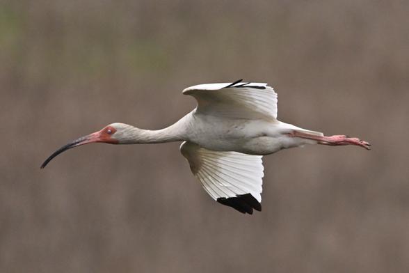 a white ibis blinks while flying against the coastal waters just north of Atlantic City, New Jersey. 5/15

This mostly white bird has a long neck, a long pink bill curved downward with a black tip, a red mask, and pink legs and feet. Black fringed wingtips.