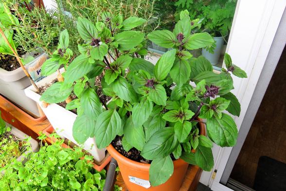 Ein kräftiger Strauchbasilikum wächst in einem braunen Blumentopf auf einem Balkon. Die Pflanze hat zahlreiche grüne, spitz zulaufende Blätter mit rötlich-violetten Stängeln und Blütenansätzen. Um den Basilikum herum stehen weitere Pflanzgefäße mit verschiedenen Kräutern wie Rosmarin.