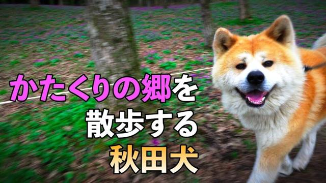 かたくりの郷を散歩する"秋田犬のびしゃもん" 「2025年4月24日」【春の山野草】