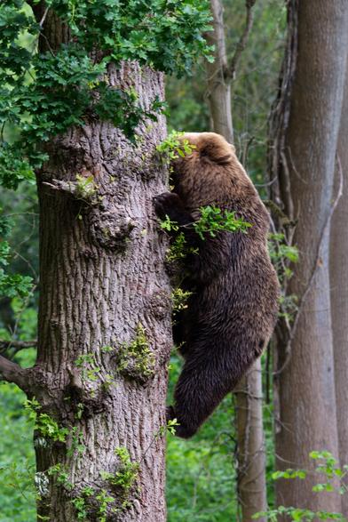 A large European brown bear, climbing a large tree with nothing but its claws. It's making it look easy!