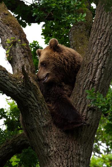 A large European brown bear sitting in the Y-shape at the top of a very tall tree. The bear is looking over its shoulder, its mouth slightly open as it looks through the treetops.