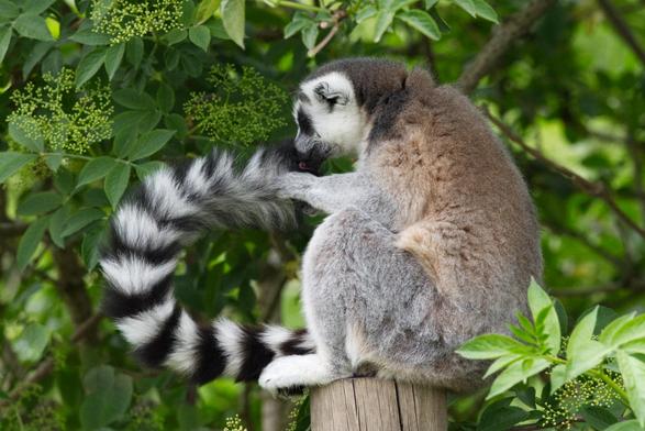 A ring-tailed lemur perched on a wooden post amongst foliage. They are facing to the left, and they've curled their black and white tail out in front of them so they can lick the tip with a little pink tongue.