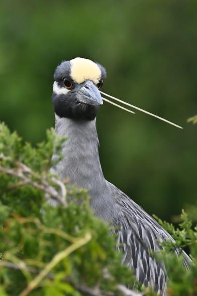 a yellow crowned night heron peers over a bush at the camera. the decorative yellow head feathers (?) blow to the right suggesting martial arts may ensue.

this blue gray bird has a distinctive yellow head patch, red irises, and a thick relatively (for a heron) short beak

Atlantic City, NJ 5/15 (Wednesday)