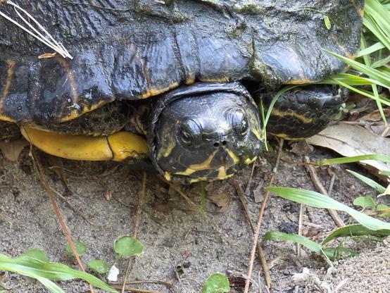 Close up of the front of a big slider turtle, on a mission away from the pond ... probably looking for a good nest/egg laying spot.