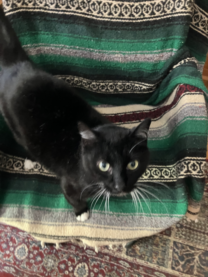 Hermetic Library Cat Caturday 17may2025 Orcus