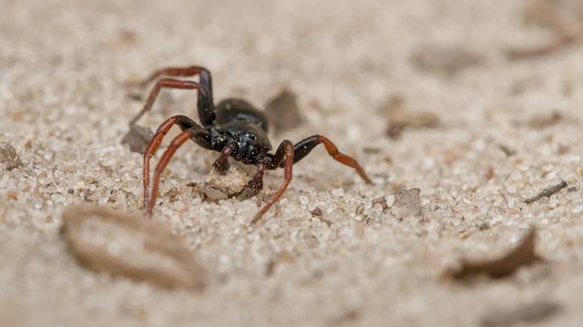 Stekelkaakkampoot
Trachyzelotes pedestris