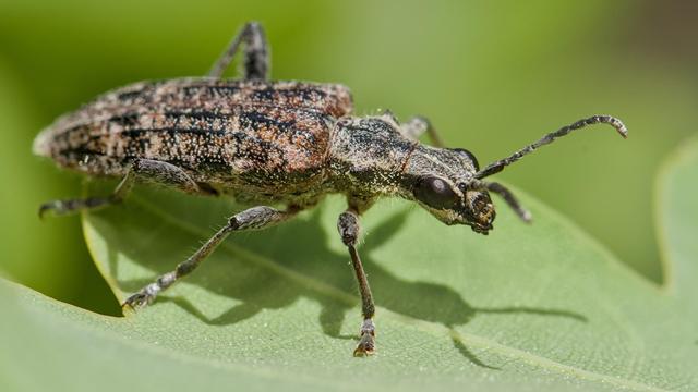 Grijze ribbelboktor
Rhagium inquisitor