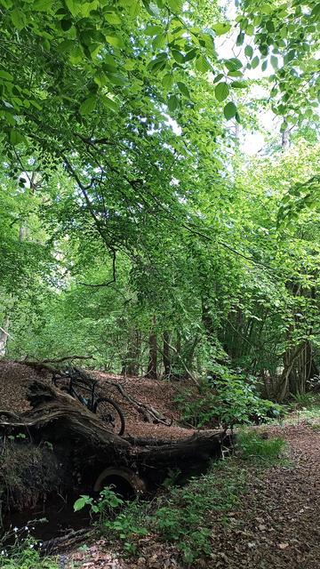 Ein kleiner Waldbach verläuft durch ein einzelnes Kanalrohr. Darüber verläuft ein schmaler Waldweg und quert den Bach. Am Rand der Bachquerung befindet sich ein alter Baumstumpf, an dem ein Gravelbike lehnt.