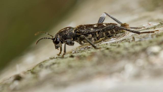 Grijze wespenboktor
Xylotrechus rusticus